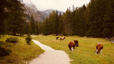 Rundfahrt zur Madonna-Wallfahrtsstätte in Pinè und dem Laghestel-Reservat