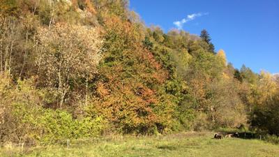 Fischerranch-Faggen-Kauns-Fischerranch