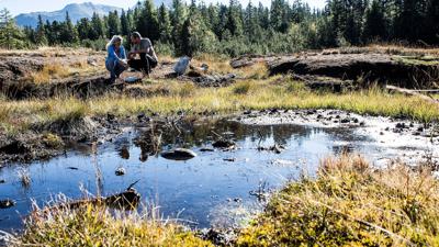 Kälbergatter – Waldweiher – Piller Moor