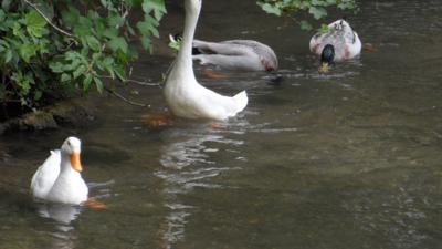 An der Traunleiten