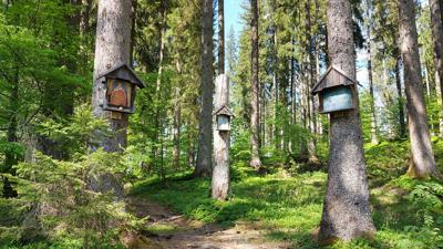 Anlaufalm – Große Hintergebirgsrunde