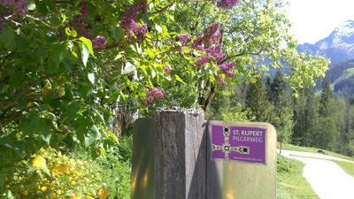 Annaberg-Lungötz: Höhenweg und Baumlehrpfad (4 Punkte)
