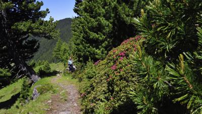 Viggartal Patscherkofel Wanderung (Teilstück 1600er)