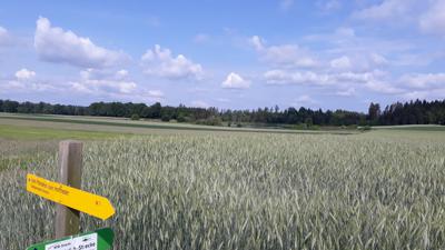 Vom Pferdehof zum Hoftheater-Wanderweg