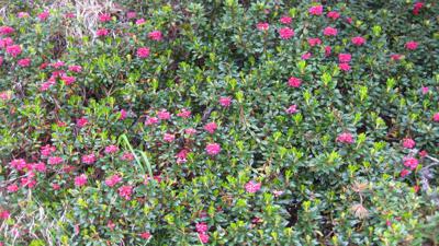 St. Quirin – Rosskogel