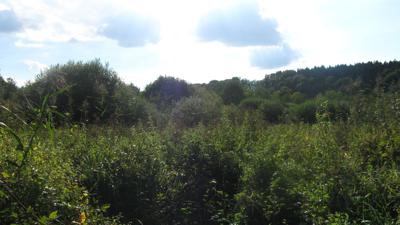 Übers Lahholz zum Moor