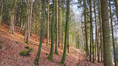 A12 über Spattendorf nach Gallneukirchen