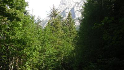 Panoramaweg Waidring 239