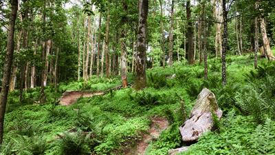 Hornissen-Trail