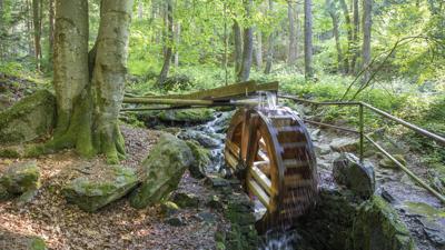 Waldsteig-Spazierrunde