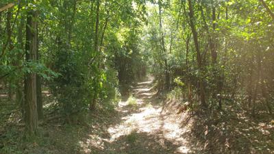 Waldwanderweg Neubergerweg