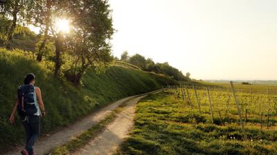 Jakobsweg Donau: Purkersdorf – Maria Taferl