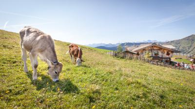 Wanderung zur Bürglalm und Zachhofalm