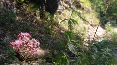 Wanderweg Hinterrinnbach-Tal