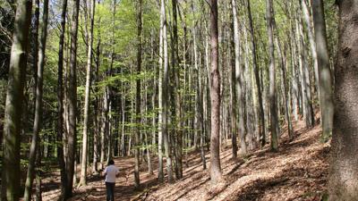 Wanderweg Zell-95