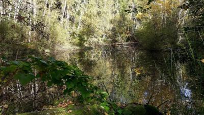 Wasser-Wiese-Wald-Wanderweg (Tut-gut-‚Route 3)