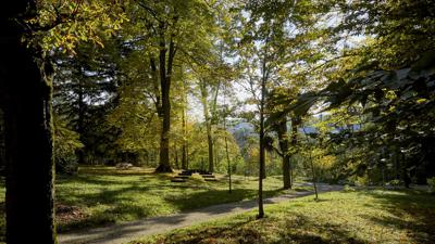 Baumweg durch den Bad Haller Kurpark