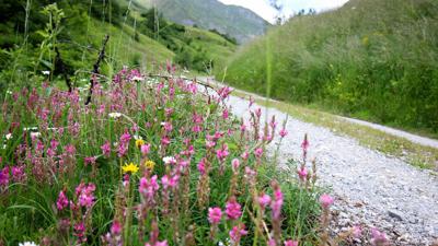 Blumenweg