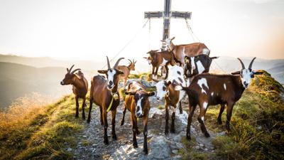 Brechhorntour mit Hilfe der Alpenrosenbahn