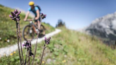 MTB-Tour Pichlalm (Tour 2)