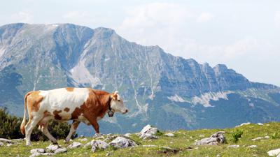 Erlaufsee – Erlaufursprung – Brach – Gemeindealpe – Mittelstation – Riffel – Erlaufsee