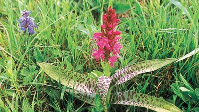 Orchideenwiese Feichtbauer