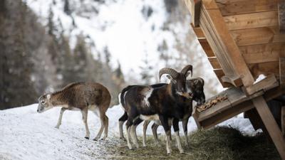 Winterwanderung Pfunds | Wildtiergehege „Feichti“