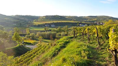 Weinlehrpfad