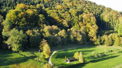 Edelkastanienwald in Unterach am Attersee