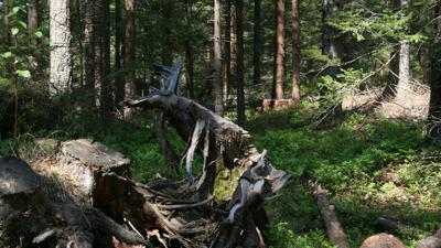 Moorwanderweg