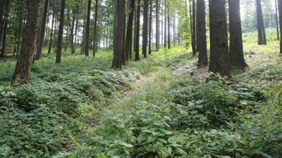 Höhenwanderweg Hochstraß Eichgraben