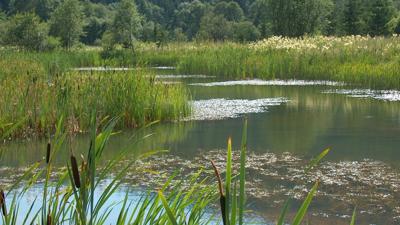 Hörfeld Moor