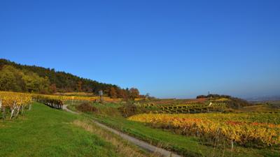 Tut gut Wanderweg: Nußdorf ob der Traisen – Tour 3 blau