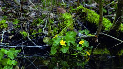 Naturlehrweg Astener Moos
