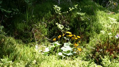 Naturwanderweg