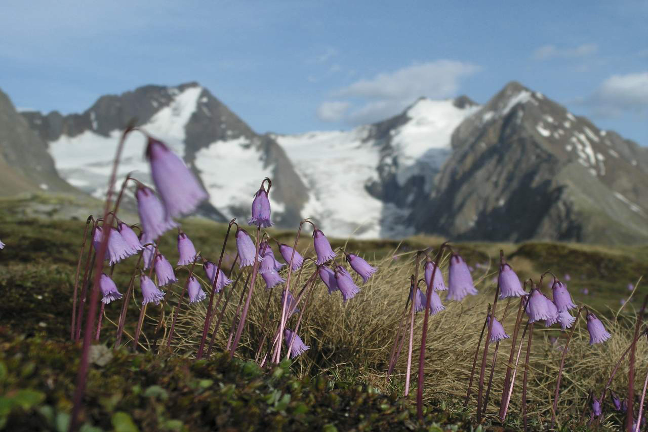 Gaisbergferner Obergurgl