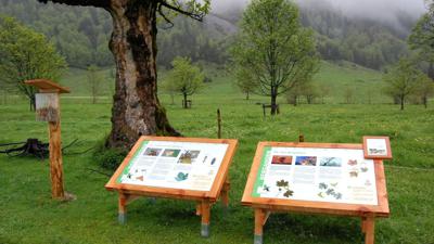 Lehrpfad Eng Alm – Großer Ahornboden
