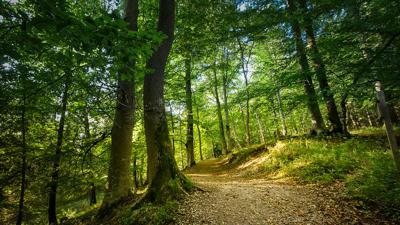 Lichteneckerweg Nr.137