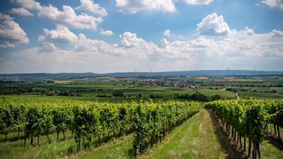 VIA.VINUM. – RUNDWEG GÖTTLESBRUNN – ARBESTHAL