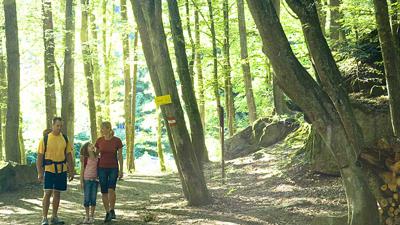 Gaspoltshofener Rundweg Lenglachwald