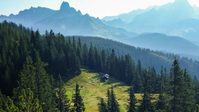 Gerzkopf mit Schwarzer Lacke