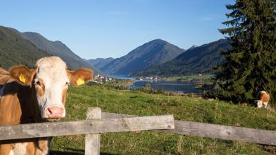 Techendorf-Tschabitscher-Kreuzwirt