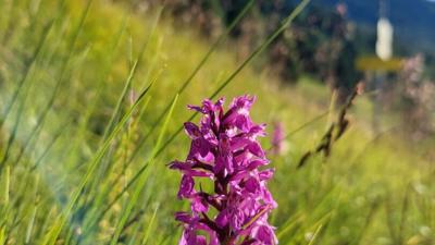 Themenweg “Alpenblumenweg Oberseite”- kurzer Rundweg