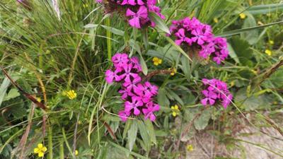 Themenweg „Blumen- und Kräuterweg“