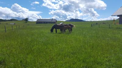 Schafberg – Variante 1 = über Mühlleiten