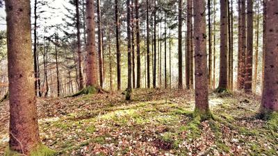 W 438 – Hochsalm