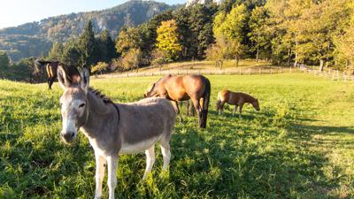 WAB – Regionale Route J: Payerbach – Waldburgangerhütte – Knofeleben