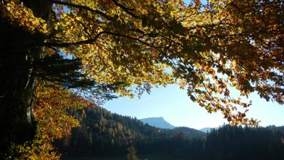 WANDERBLUME ST. AEGYD 4 – Trollblumenweg Seebachrunde