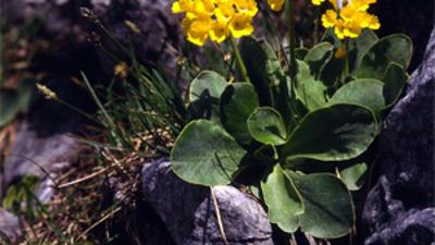 WANDERBLUME ST. AEGYD _11 – Steinschlüsserlweg