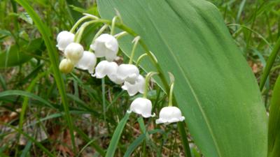 WANDERBLUME ST. AEGYD _3 – Maiglöckchenweg